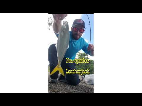 Snuck a telescoping pole on my trip to Miami and caught a new species