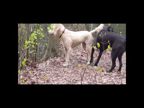 Go Woof Woof - at Hemlock Pond in Weston MA