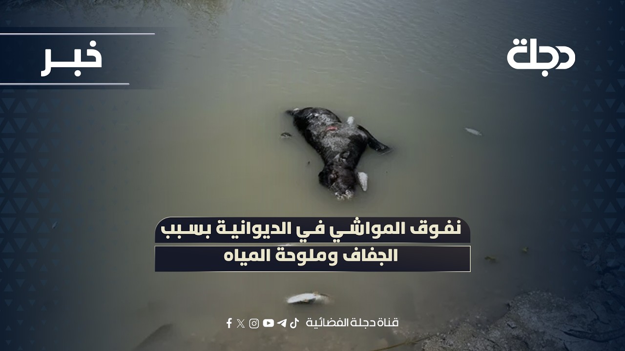 فيديو | نفوق المواشي في الديوانية بسبب الجفاف وملوحة المياه