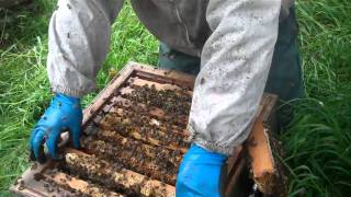 Meeting with Angus Nicol, Shetland beekeeper, Lerwick July 2011 #2