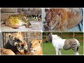 37 Amazing Genetic Hybrids (Animals)