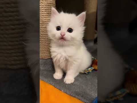 🍼 ~7 weeks old Turkish Angora kittens #kitten #turkishangora