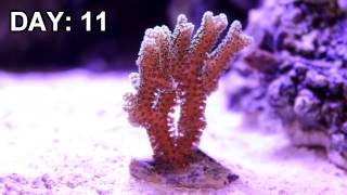 Bird's Nest Coral Under LED Aquarium Light Time Lapse