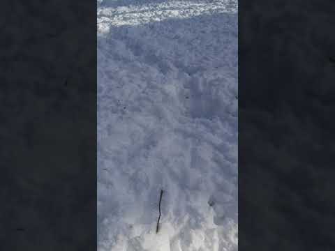 Schopenhauer Kunstgriff 1