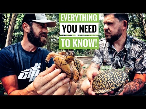 Meet Every North American Box Turtle!