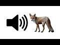 Fox Sound Effect ProSounds