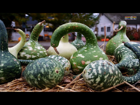 WOW! Amazing Agriculture Technology - Gourd