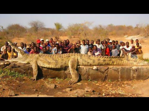 Great White Shark Vs Crocodile Attack!