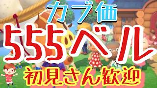 【あつ森】カブ価555ベル島や506ベル島など　ライブ参加型