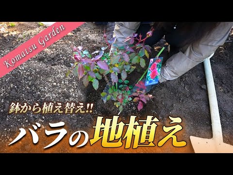 バラを正しく植える 庭の練習