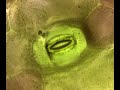 A Video of a Tiny Plant Stoma Opening and Closing