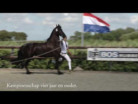 Impressie fokdag van Het Friesche Paard Noord- en Zuid-Holland in Oudkarspel