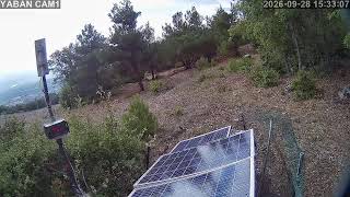 1️⃣🔴7/24 Kesintisiz Yaban Hayatından Canlı Yayın 🐾(Türkiye'de ilk ve tek) camera Batı 2