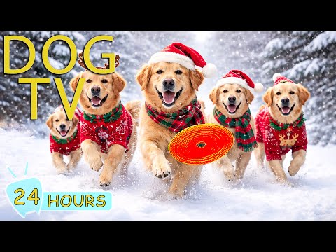 DOG TV: Videos Anti-Anxiety with Soothing Music for Dogs When Home Alone - Best Relax Music for Dogs