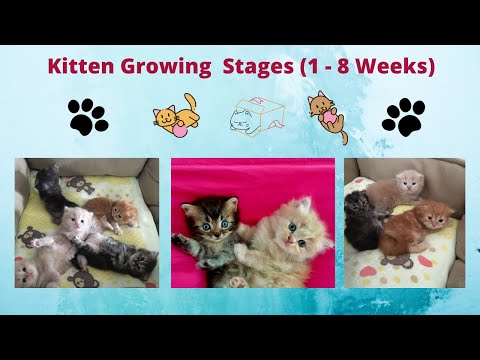 Kitten Growing Stages 1 - 8 weeks | PetInfoWorld