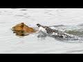 Crocodile Attacks A Male Lion Latest Wildlife Sightings
