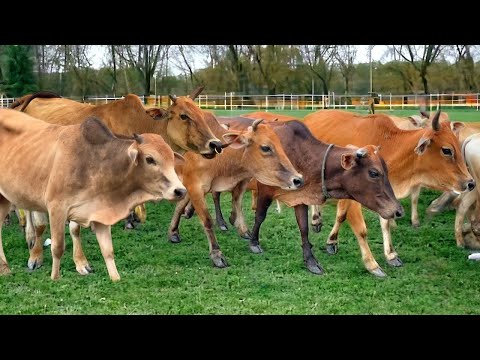 , title : 'Sapi Lembu Berkeliaran di Ladang - Suara Sapi Bunyi Lembu Memanggil kawan untuk pulang ke kandang'