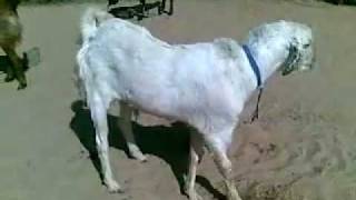 preview picture of video 'goat bakre tanwar farm house bissau rajasthan'