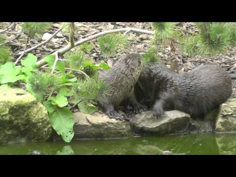 Highlights Of Bristol Zoo 12th September 2013
