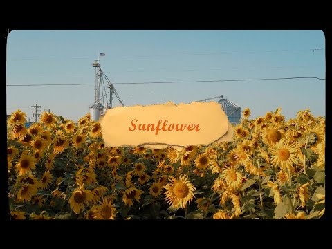 Sunflower - Pauline Zoe Park [Official Lyric Video]