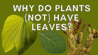 Why do plants (not) have leaves | LEAF PARTS, FUNCTION AND MODIFICATIONS