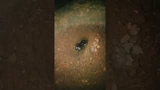 Download lagu cara mudah berburu gasir#shorts #jangkrik raksasa mp3 Download lagu cara mudah berburu gasir#shorts #jangkrik raksasa mp3