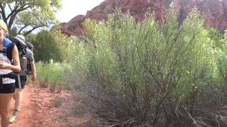 Hiking Kolob Canyon