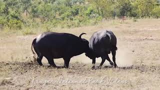 Trâu rừng đánh nhau bất phân thắng bại và cái kết tê tái