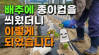종이컵 씌워서 재배한 배추 어떻게 되었을까요? 결과확인 종이컵농법 cabbage paper cup culti…