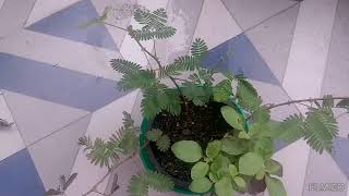 Touch Me Not Plant🌿🌿🌿