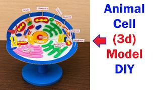 animal cell 3D model making | DIY | science project