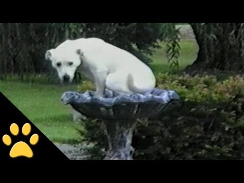 Labradores São Comediantes!