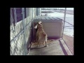 Labradors Are Awesome: Compilation (Monty) - Známka: 1, váha: střední