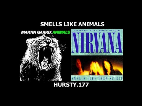 Smells Like Animals /// Martin Garrix X Nirvana