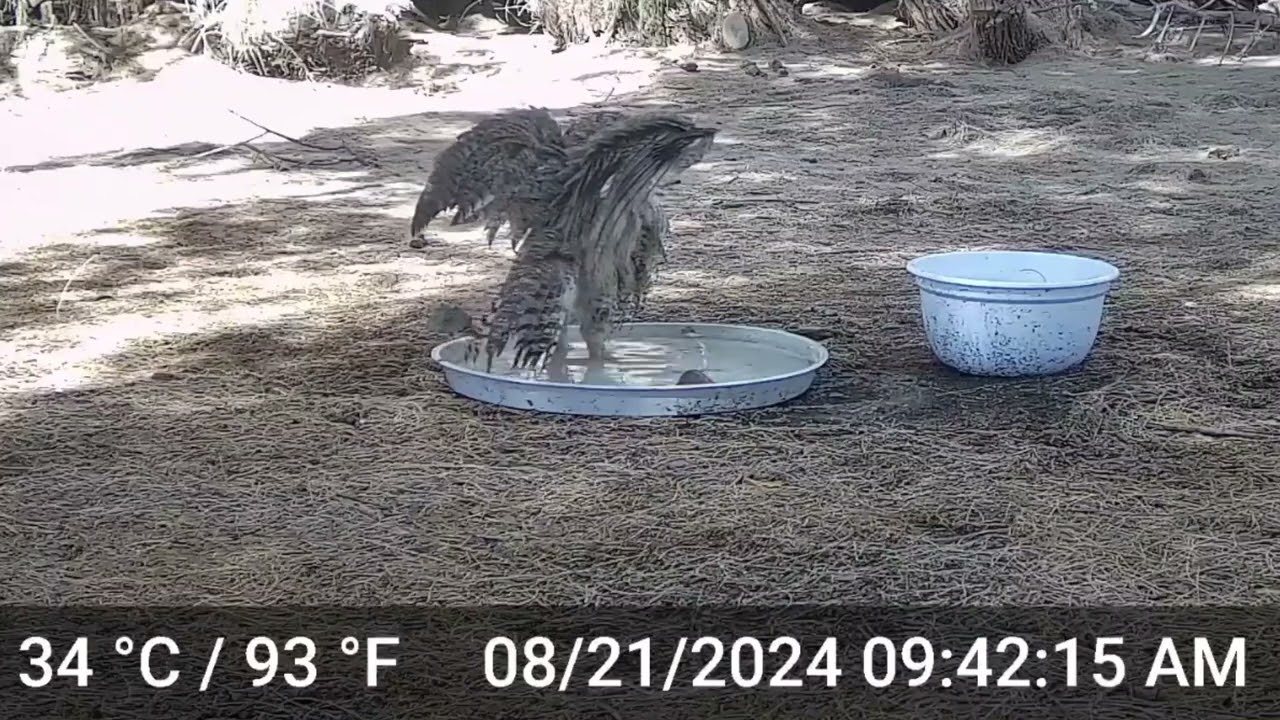 S2E13: Owl Bath Time...A Great Horned Owl Cools Off On A Warm Summer Morning