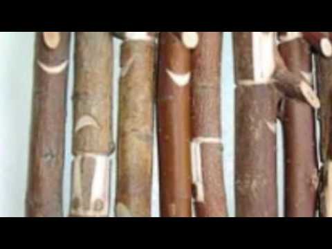 Ursărească / Bear dance ritual