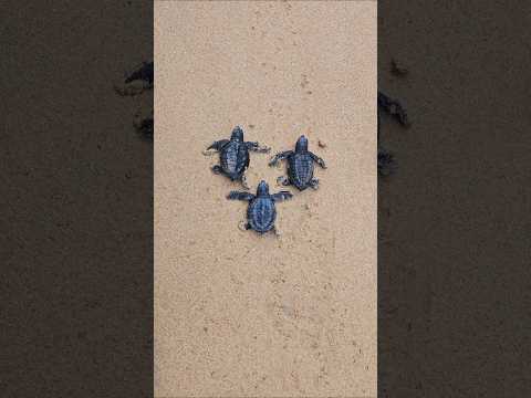 Невоспитанные люди испортили выпуск новорождённых морских черепах в океан #путешествия #интересно