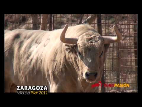 Toropasión - Toros de PALHA para el concurso de recortadores goyesco de Zaragoza [12 octubre]