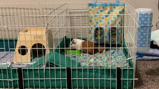 Silkie or Sheltie Guinea Pig Rodents Videos