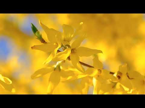 || Yellow Flower || Beautiful Nature @Indranil pal @Shorts  @Viral