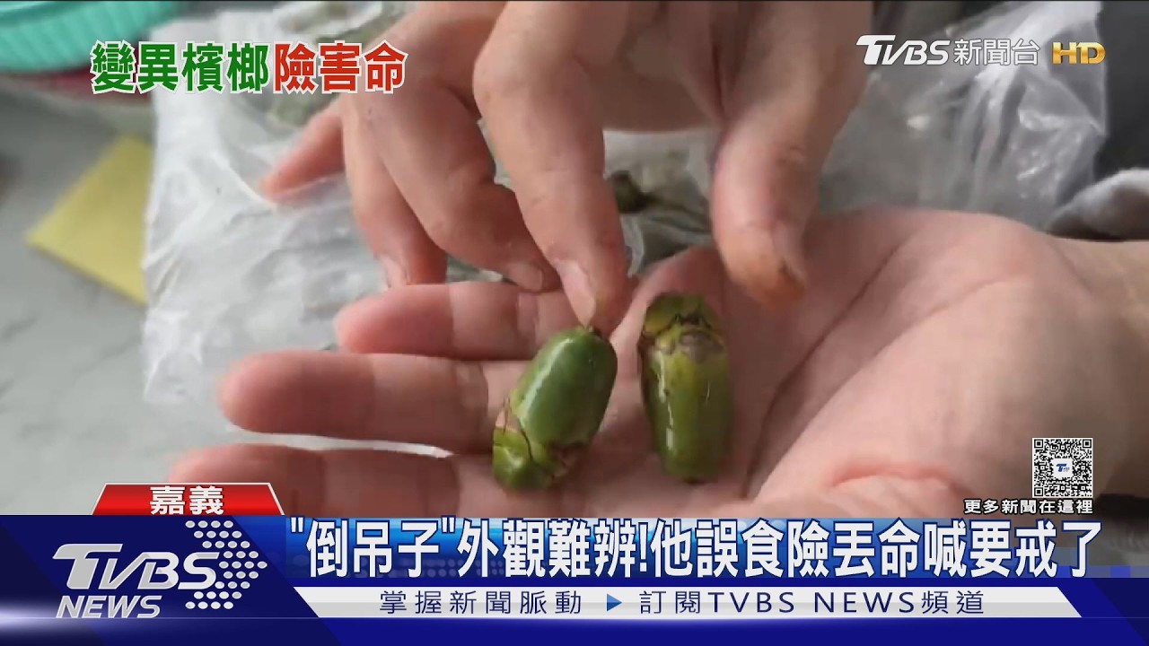 影音/誤食「倒吊子」壯男休克險死! 檳榔業者:外觀難分辨