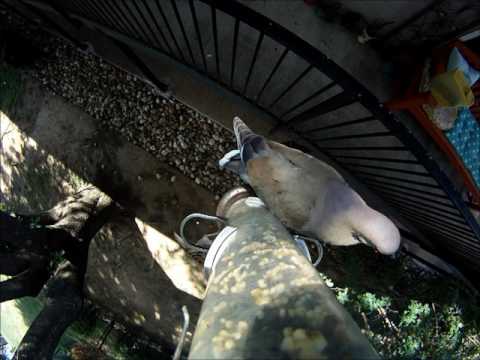 Dove kicked off feeder by little bird GOPRO