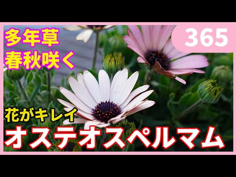 園芸 オオシマスゲ、オオシマスゲ、オオシマスゲ