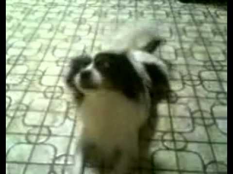 Papillon saying hello