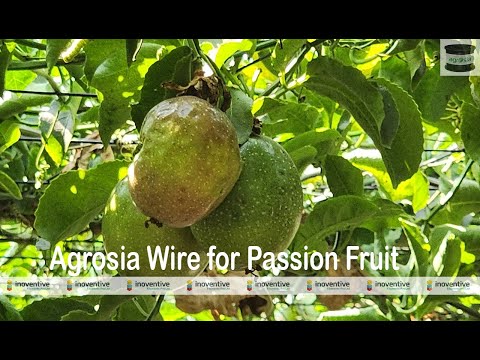 Pet Agriculture Wire for Passion Fruit Farming