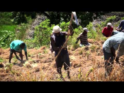 Vetiver root