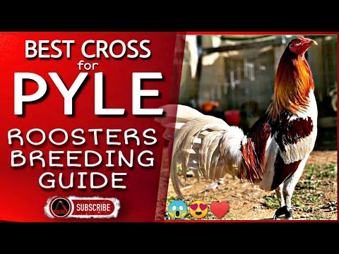 Some of the best combination of this pyle chicken.