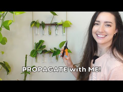 Propagate 15 Plants with Me! | Filling up my Propagation Station with Cuttings!