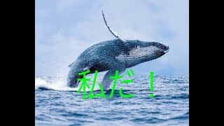 『 すいらん』今度の敵はクジラ！？『NieR Automata ＃14』