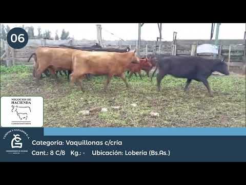 Lote VQ M.A.S. -C/ CRIA - Lobería Bs As